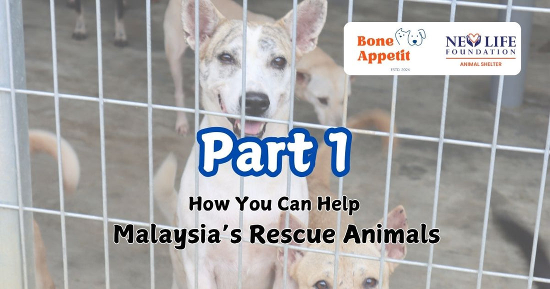 How You Can Help Malaysia’s Rescue Animals