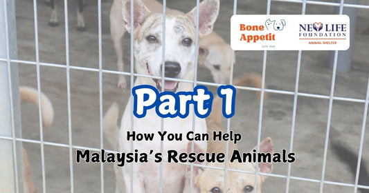 How You Can Help Malaysia’s Rescue Animals