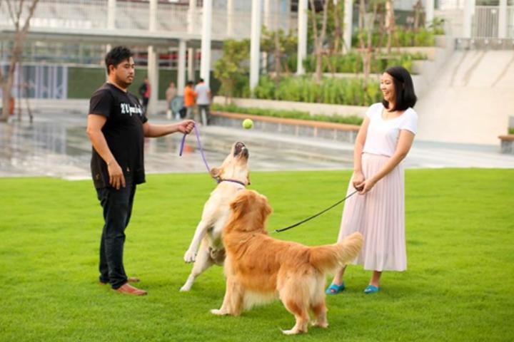 15 Best Pet-Friendly Parks in KL & Selangor: The Ultimate 2026 Paw-rent’s Guide