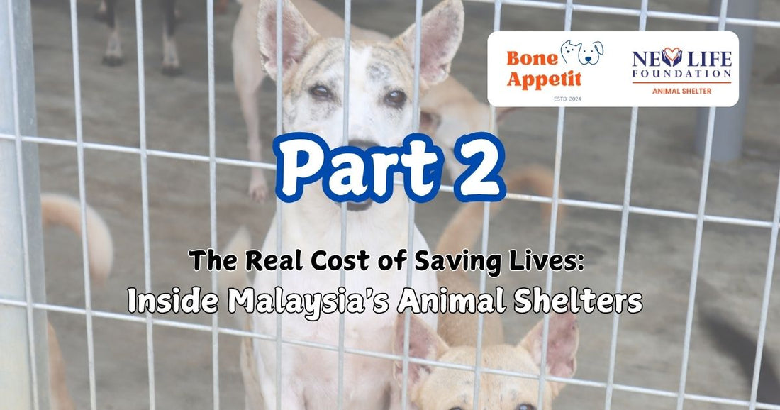 The Real Cost of Saving Lives: Inside Malaysia's Animal Shelters