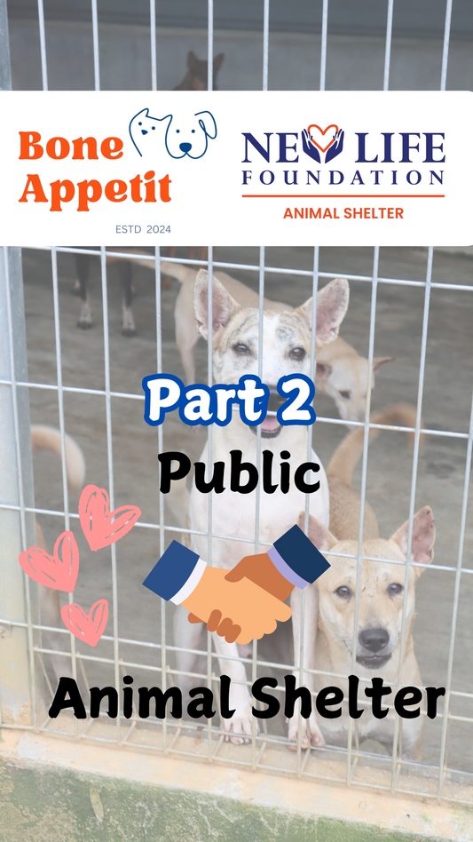 No One Tells You the Real Story Behind Malaysia’s Animal Shelters