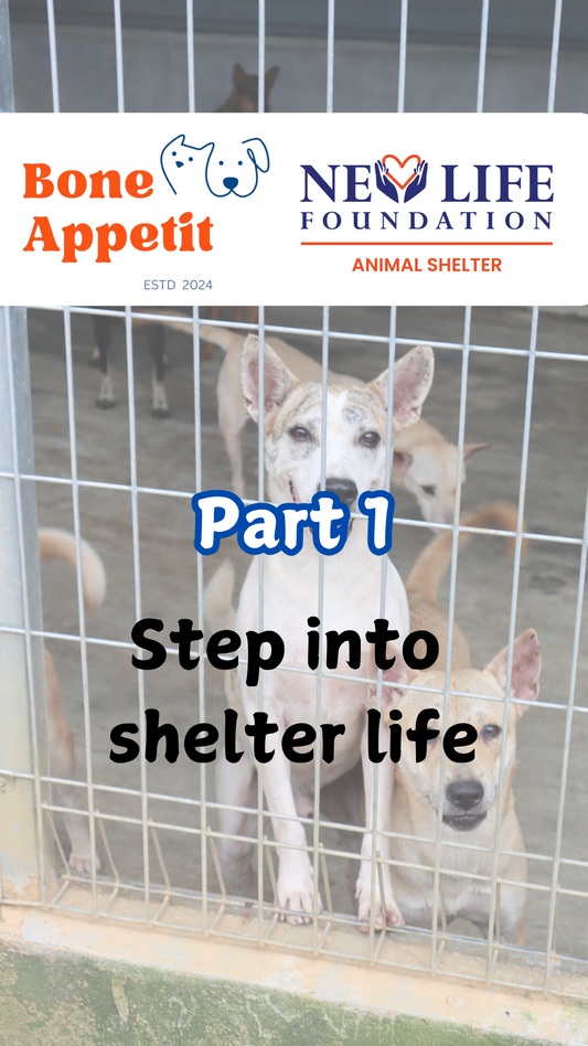 Step into Shelter Life