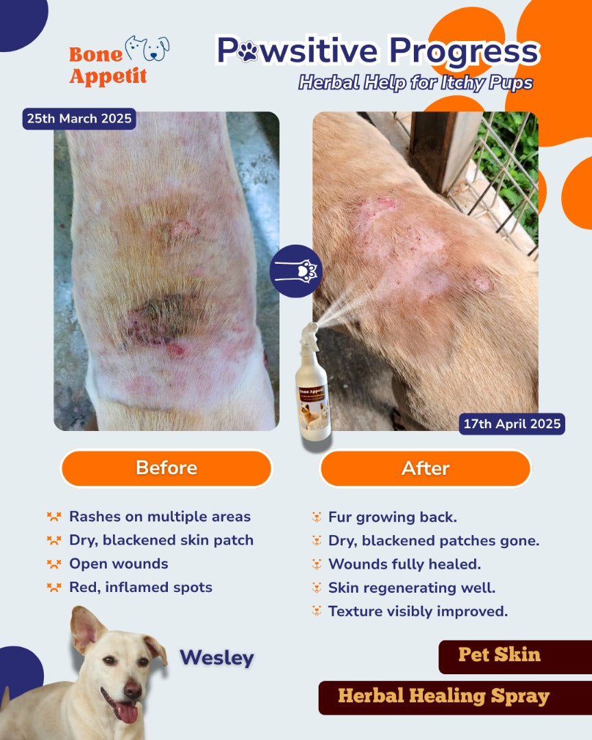 Pet Skin Herbal Healing Spray (510ml) | Natural Mosquito & Insect Repellent | Anti-Itch & Wound Care for Dogs & Cats